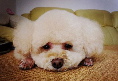 泰迪吐黄水是怎么回事 狗狗呕吐黄液体是什么原因