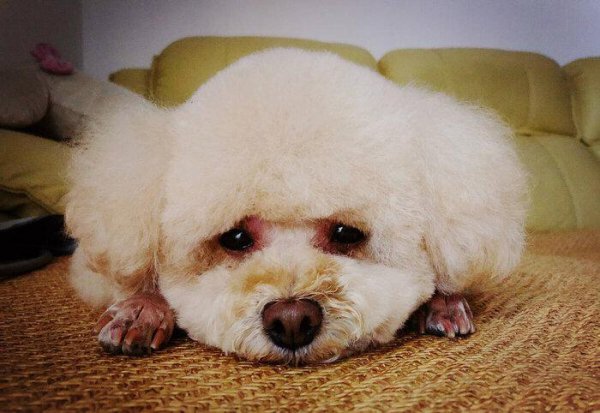 泰迪吐黄水是怎么回事