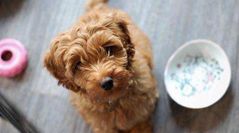 泰迪吐黄水是怎么回事