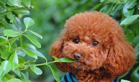 泰迪吐黄水是怎么回事