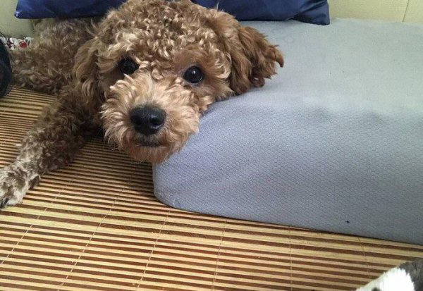 泰迪吐黄水是怎么回事