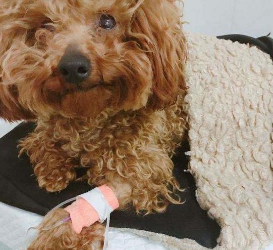 泰迪吐黄水是怎么回事