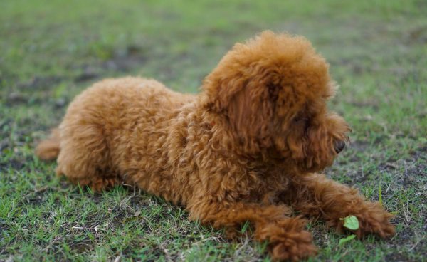 泰迪吐黄水是怎么回事