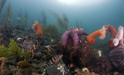 海星吃什么食物以及进食方式 海星是可以再生繁殖的吗