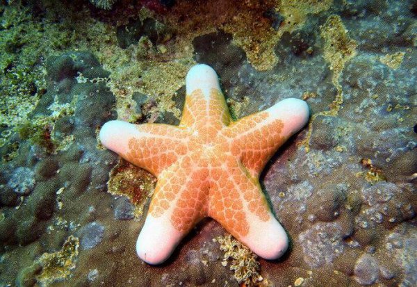 海星吃什么食物以及进食方式