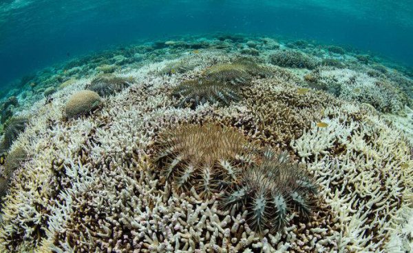 海星吃什么食物以及进食方式