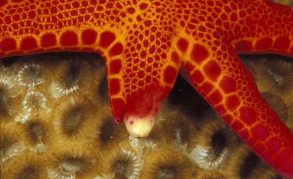 海星吃什么食物以及进食方式