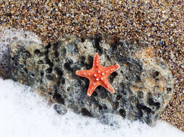 海星吃什么食物以及进食方式