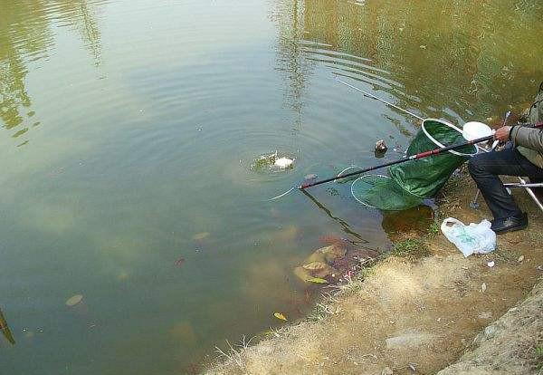 水库钓鲫鱼方法和技巧