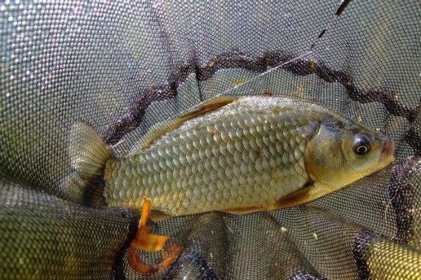 水库钓鲫鱼方法和技巧