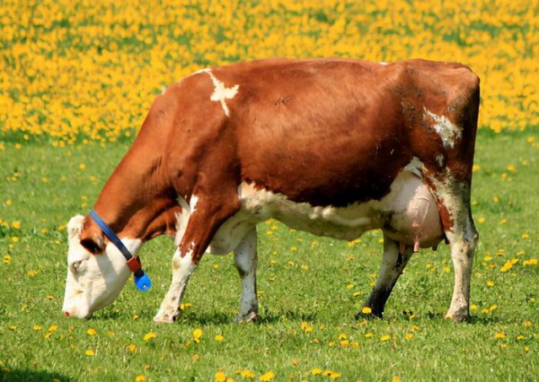 牛怀孕几个月生产小牛