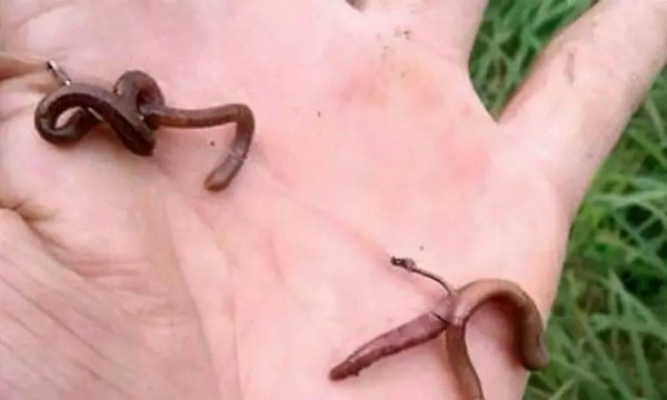 春天钓鲫鱼用什么饵料最好