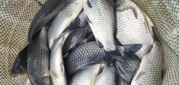 春天钓鲫鱼用什么饵料最好