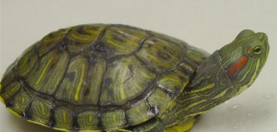 巴西龟放生犯法吗 随意放生巴西龟会带来哪些危害