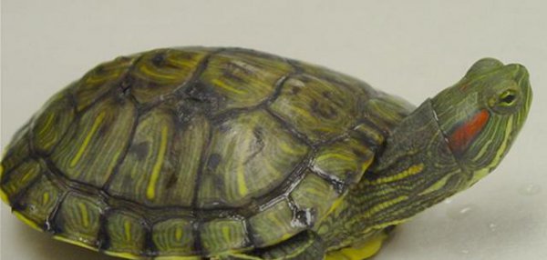 巴西龟放生犯法吗