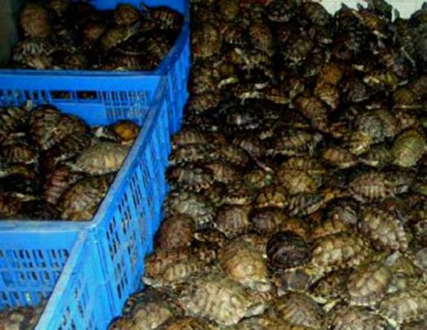 巴西龟放生犯法吗