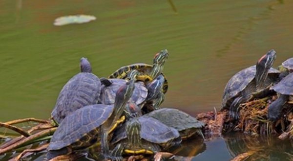 巴西龟放生犯法吗