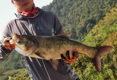 钓鲢鳙用多大的线组 手竿钓鲢鳙的注意事项有哪些