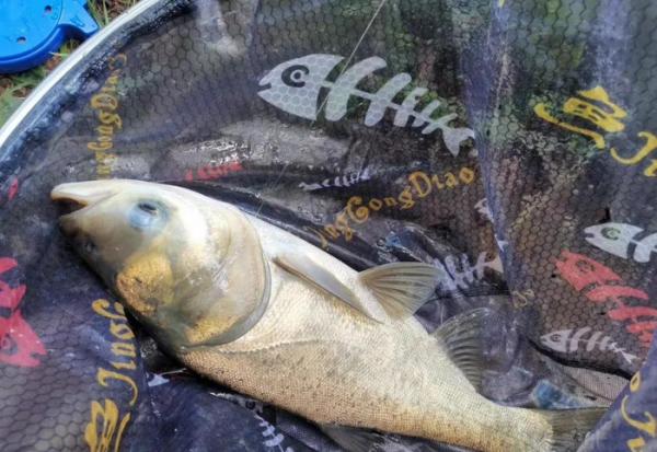 钓鲢鳙用多大的线组