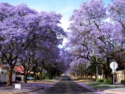 开紫色花的树的图片及名称 蓝花楹的植物学特点介绍