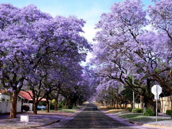 开紫色花的树的图片及名称