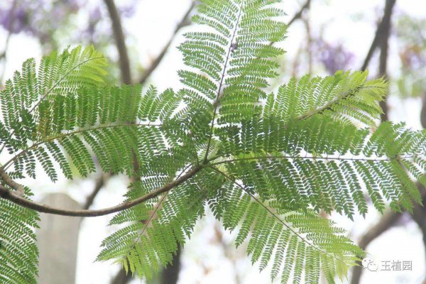 开紫色花的树的图片及名称