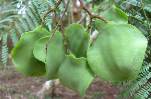 开紫色花的树的图片及名称