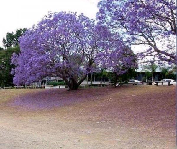 开紫色花的树的图片及名称