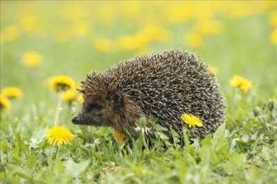 养刺猬为什么不吉利 为什么不建议家庭饲养小刺猬