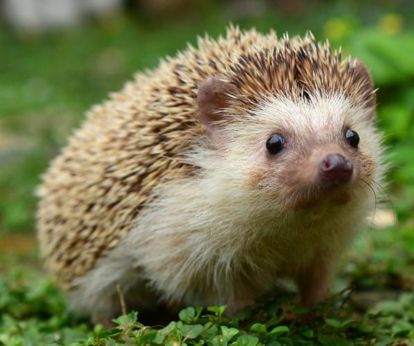 养刺猬为什么不吉利