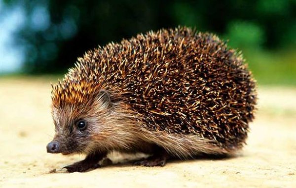 养刺猬为什么不吉利