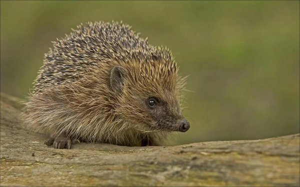 养刺猬为什么不吉利