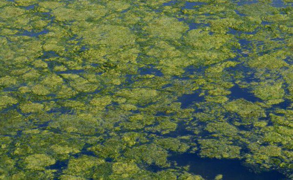 鱼缸玻璃上的绿藻怎么去除