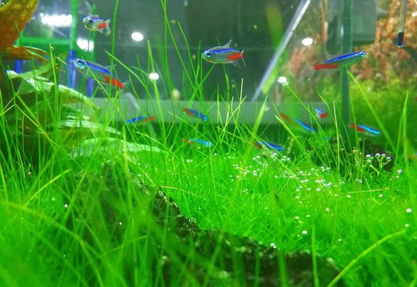 鱼缸玻璃上的绿藻怎么去除