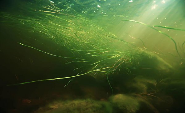 鱼缸玻璃上的绿藻怎么去除