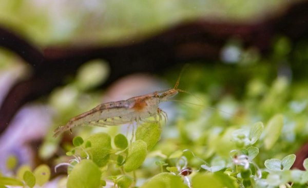鱼缸玻璃上的绿藻怎么去除