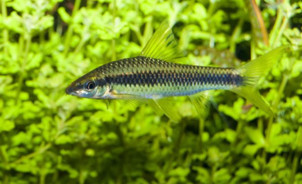 鱼缸玻璃上的绿藻怎么去除