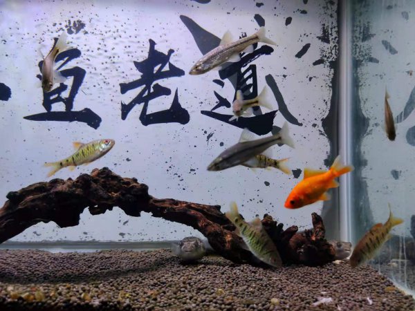 鱼缸水发黄的解决办法