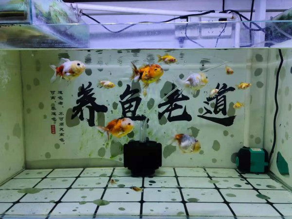 鱼缸水发黄的解决办法