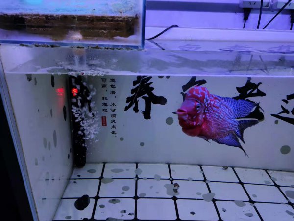 鱼缸水发黄的解决办法