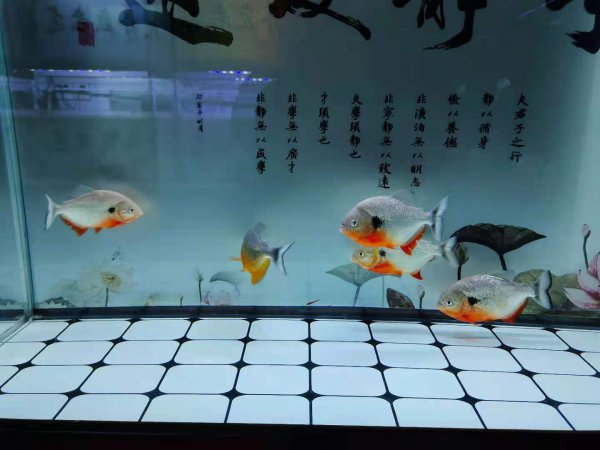 鱼缸水发黄的解决办法