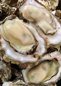 生蚝什么时候吃季节吃最好 什么时候是吃生蚝的最佳季节