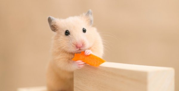 仓鼠吃什么东西为主食