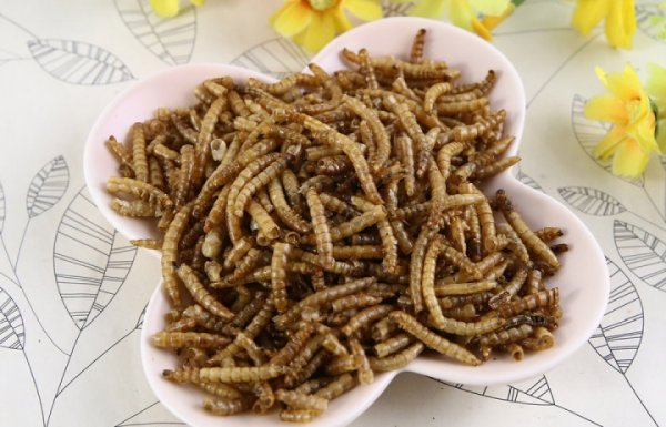 仓鼠吃什么东西为主食