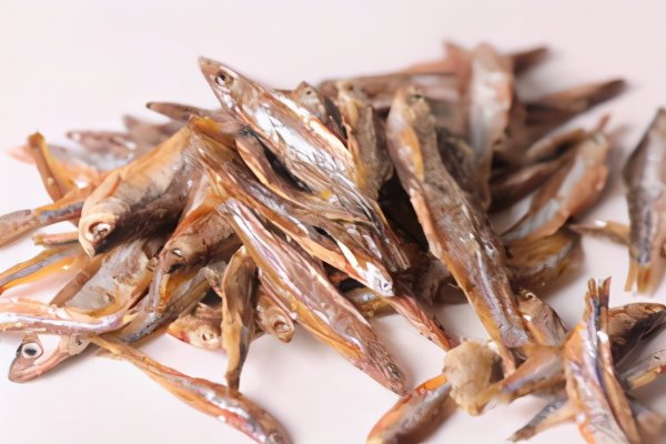 仓鼠吃什么东西为主食