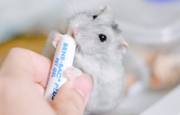 仓鼠吃什么东西为主食