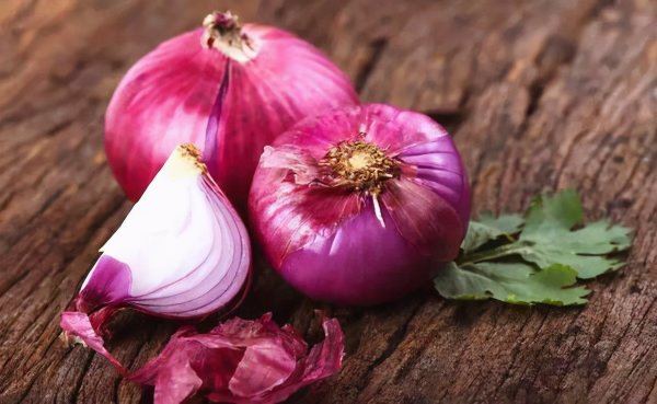 仓鼠吃什么东西为主食