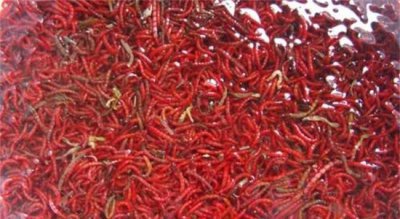 红虫吃什么东西会长大 买回来的红虫怎么养殖管理