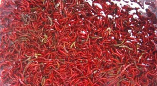 红虫吃什么东西会长大