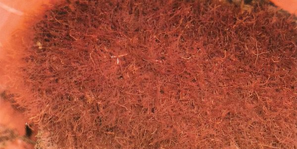 红虫吃什么东西会长大